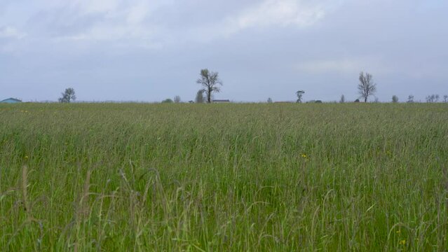 Rural landscape, sideoats grama field against sky and a few trees, Murtosa, Ria de Aveiro, Portugal