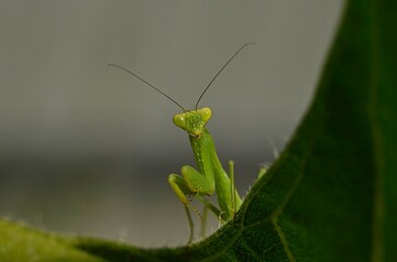 green praying mantis