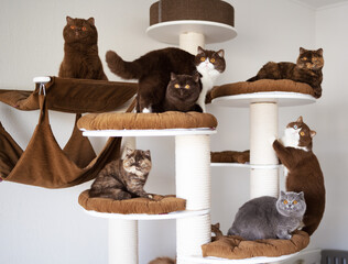 Beeindruckende Britisch Kurzhaar Katzen - Kitten