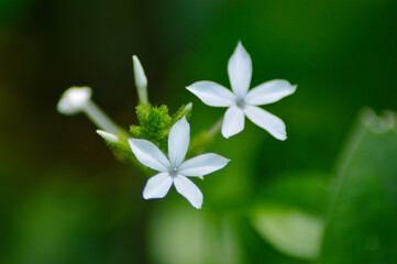 Close Up View Star Shaped Wild Tiny White Flowers With Green Background Of Blurry Leaves