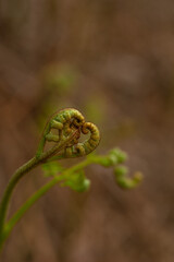 fern heart shaped bud in the forest © Anna
