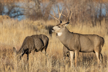Naklejka na ściany i meble Mule Deer Rutting in Colorado in Autumn