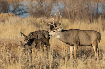 Mule Deer Rutting in Colorado in Autumn