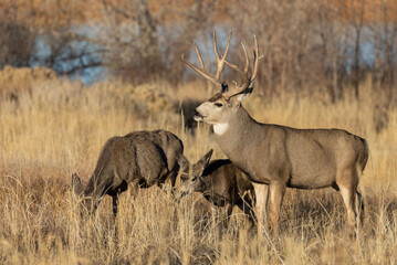 Naklejka na ściany i meble Mule Deer Rutting in Colorado in Autumn