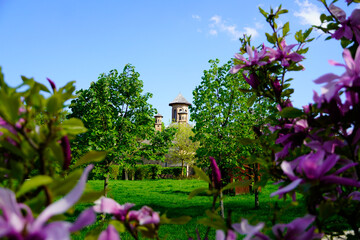 Fototapeta na wymiar flowers in the garden, Brancoveanu Palace, Mogosoaia Park, Bucharest City, Romania 