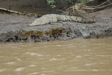 Small crocodile lying down on the riverbank