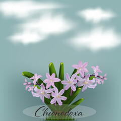 Bouquet of pink chionodoxa flowers on green foliage background, spring poster