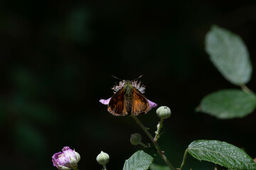 Ochlodes sylvanus. Mariposa dorada de orla ancha. Mariposa pequeña de color marron verduzco posada sobre una flor.