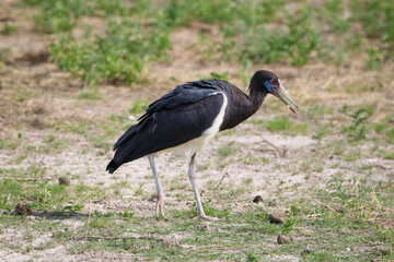 Abdim's Stork, Etosha National Park, Namibia