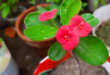 Red Euphorbia milii or Crown-of-thorns flower a species of flowering plant in the spurge family....
