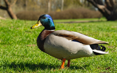 Obraz premium Mallard duck male - close-up of a mallard duck on green grass with blurred background in the park
