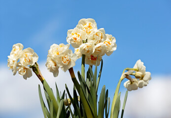 Narcissus Bridal crown blooming with white beautiful flowers