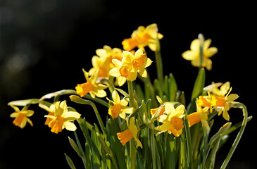 Fototapeta premium Yellow daffodils blooming in backlight
