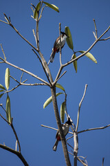 Two Bird on  green tree