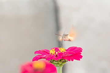 Close-up shot of a Colibri Moth (Macroglossum stellatarum) collecting nectar from flowers