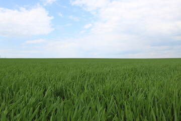 Green field