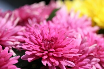 Chrysanthème