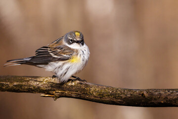 Close up of a Yellow-rumped warbler (Setophaga coronata). Lower classification Myrtle warbler (Dendroica coronata coronata) perched on a dead tree branch during early spring. Selective focus, backgrou