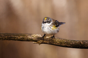 Close up of a Yellow-rumped warbler (Setophaga coronata). Lower classification Myrtle warbler (Dendroica coronata coronata) perched on a dead tree branch during early spring. Selective focus, backgrou
