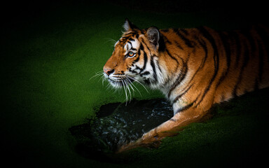 Tiger go down to hunt in a pond full of duckweed.