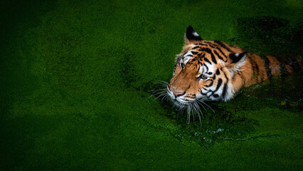 Tiger go down to hunt in a pond full of duckweed.
