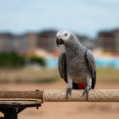 The African gray parrot sits on a stick, a bird as intelligent as an eight-year-old child.