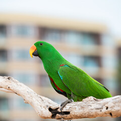 Eclectus Green Parrot standing on the wood railing