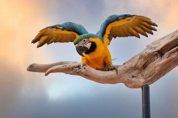 A beautiful blue and yellow macaw Parrots ready to fly.