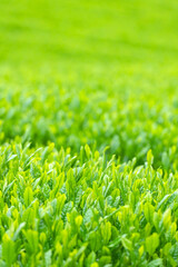 新茶のイメージ