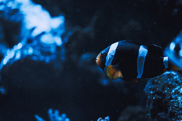 Black and white clownfish (percula clownfish,clown anemonefish, anemonefishes). Amphiprion percula a popular aquarium fish. - obrazy, fototapety, plakaty