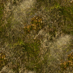 moss on the stone, seamless forest textures. 