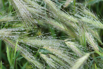 Drops of rain on Foxtail in Northern California