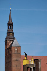 Kormoran vor St. Stephan in Tangermünde
