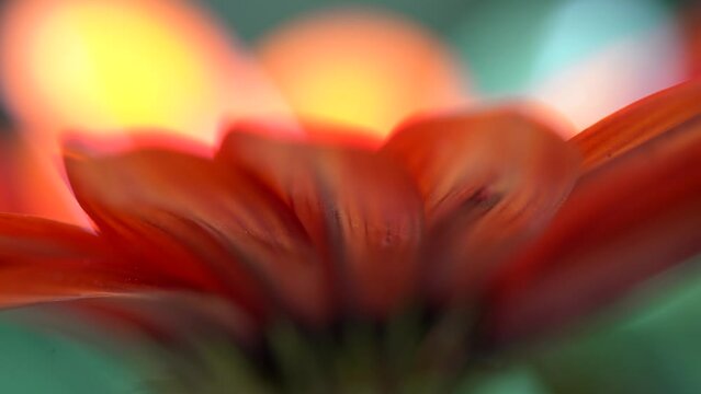 Pasa el sol por encima d una flor en primer plano Macro fotograf&iacute;a