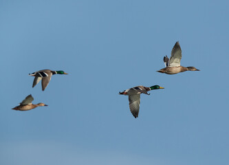 Mallard ducks flying at Asker marsh, Bahrain