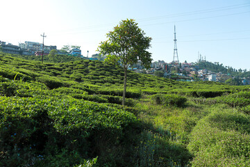 Fototapeta na wymiar Kurseong, hill station city's landscape 