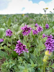 flowers in the garden