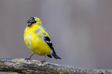 Close up of a male American Goldfinch (Spinus tristis) molting into breeding plumage during early spring. Selective focus, background blur and foreground blur.
