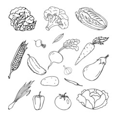 Set of vegetables-tomato,carrot,peas,cabbage,garlic,onion,eggplant,pepper,corn,potato,radish,cucumber,isolated on a white background.Vector illustration in doodle style.