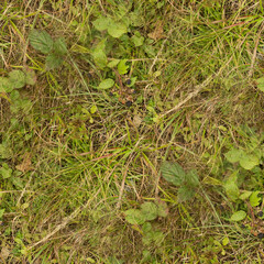 green moss on the ground, seamless forest textures. 