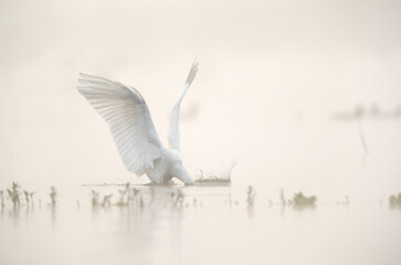 Great Egret fishing at Bhigwan bird sanctuary in the morning, Maharashtra, India