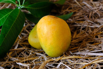 Fresh Yellow mango with leaves, harvest from farm.