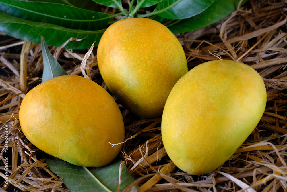 Wall mural Fresh Yellow mango with leaves, harvest from farm. - Wall murals