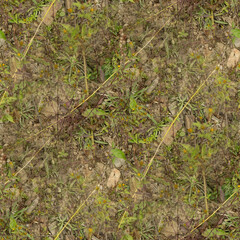 moss on the ground, seamless forest textures. 