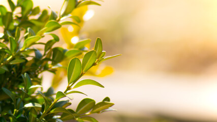 Green leaves