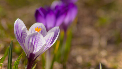 Fototapeta premium Crocus