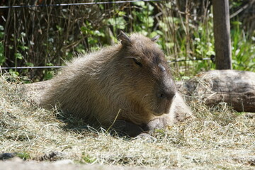 waches Capybara