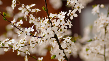 Blooming apple tree