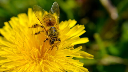 Bee and yellow flower