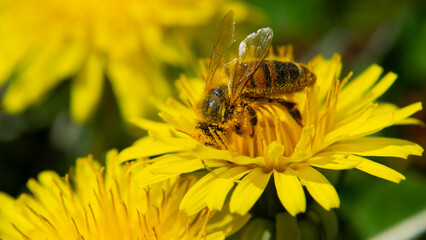 Bee and yellow flower